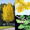 Ginkgo Biloba Trees Live Plants – 2 Bare Roots 6-12'' Tall – Winter Dormant – Outdoor - Image 1