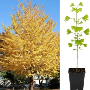 Ginkgo Tree Live Plant – 6-12 Inch Tall in Quart Pot – Outdoor Perennial - Image 2