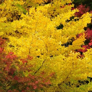 Ginkgo Tree Live Plant – 6-12 Inch Tall in Quart Pot – Outdoor Perennial - Image 5