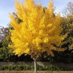 Ginkgo Tree Live Plant - 6-12 Inch Tall in Quart Pot, Perennial Outdoor - Image 5