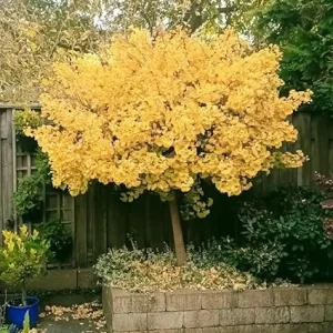 Ginkgo Tree Live Plant – Quart Pot – Hardy Outdoor Ornamental with Golden Fall Foliage - Image 5