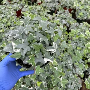 Glacier English Ivy Live Plant - Variegated Climbing Trailing Houseplant - Image 1