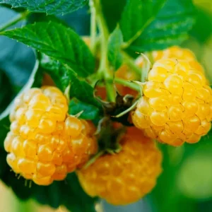Glencoe Thornless Raspberry Plants - 2 Live Sweet Berry Bushes 4-9 Inches Tall, Zones 4-8 - Image 2