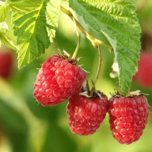 Glencoe Thornless Raspberry Plants - 2 Live Sweet Berry Bushes 4-9 Inches Tall, Zones 4-8 - Image 4