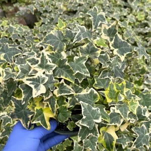 Gold Child English Ivy Live Plant – Variegated Hedera Helix Climbing Houseplant - Image 1