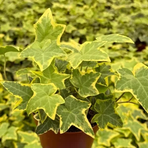 Gold Child Ivy Live Plant – Potted Houseplant – 4 inch Pot - Image 2