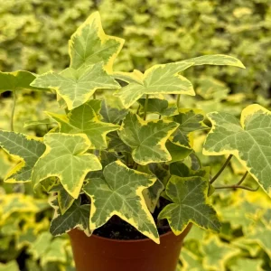 Gold Child Ivy Live Plant – Potted Houseplant – 4 inch Pot - Image 3