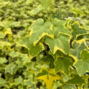 Gold Child Ivy Live Plant – Potted Houseplant – 4 inch Pot - Image 4