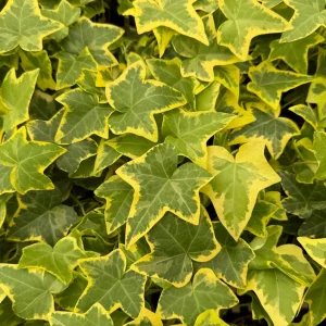 Gold Child Ivy Live Plant – Potted Houseplant – 4 inch Pot - Image 5
