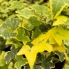 Gold Child Ivy Live Plant – Potted Houseplant – 4 inch Pot - Image 1