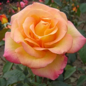 Gold Medal Hybrid Tea Rose Live Plant – 5-9 Inch Tall Yellow Golden Rose Bush - Image 2