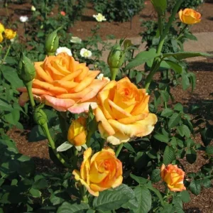 Gold Medal Hybrid Tea Rose Live Plant – 5-9 Inch Tall Yellow Golden Rose Bush - Image 5