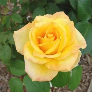 Gold Medal Hybrid Tea Rose Live Plant – 5-9 Inch Tall Yellow Golden Rose Bush - Image 6