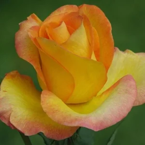 Gold Medal Hybrid Tea Rose Plant - Yellow Golden Shrub, 5-9 Inch Tall - Image 4