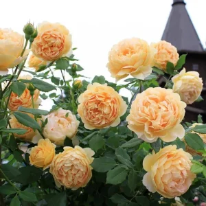 Gold Medal Hybrid Tea Rose Plant - Yellow Golden Shrub, 5-9 Inch Tall - Image 1