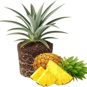 Gold Pineapple Live Plant – Tropical Fruit Seedling – 4-6 Inches Tall – Outdoor - Image 5