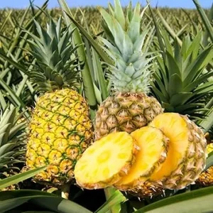 Gold Pineapple Plant Live, Edible Fruit Bearing Tree, 4-6 Inches Tall, Outdoor/Indoor - Image 2