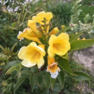 Gold Star Esperanza Trumpet Flower Bush Seeds or Bare Root Plant – Yellow Bell - Image 2