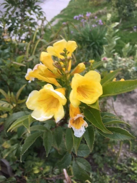 Gold Star Esperanza Trumpet Flower Bush Seeds or Bare Root Plant – Yellow Bell - Image 2