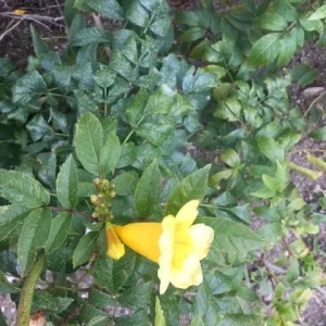 Gold Star Esperanza Trumpet Flower Bush Seeds or Bare Root Plant – Yellow Bell - Image 4