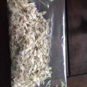 Gold Star Esperanza Trumpet Flower Bush Seeds or Bare Root Plant – Yellow Bell - Image 5