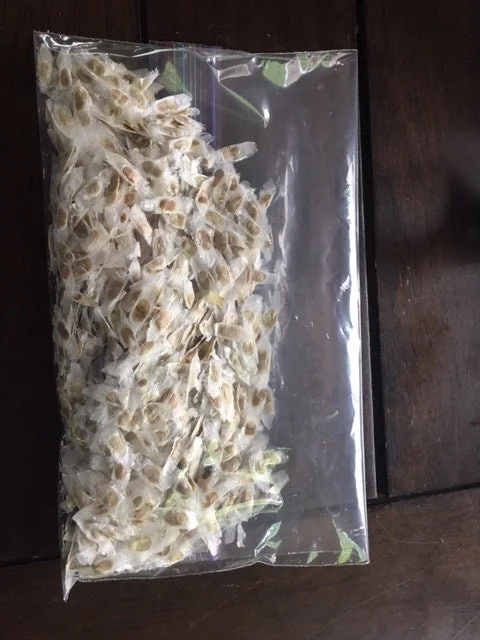 Gold Star Esperanza Trumpet Flower Bush Seeds or Bare Root Plant – Yellow Bell - Image 5