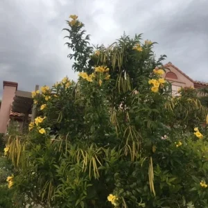 Gold Star Esperanza Trumpet Flower Bush Seeds or Bare Root Plant – Yellow Bell - Image 1