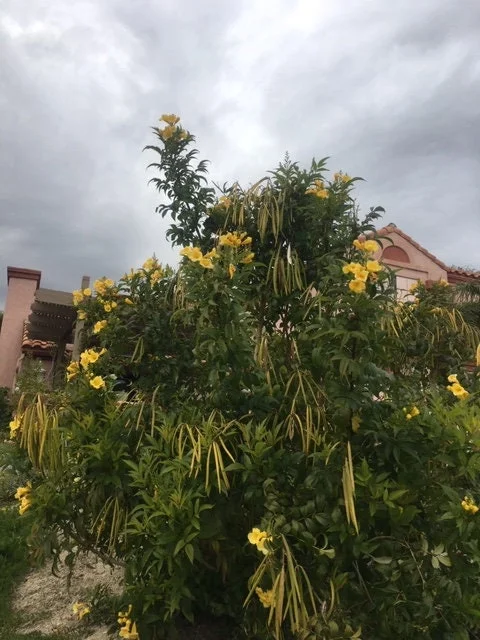 Gold Star Esperanza Trumpet Flower Bush Seeds or Bare Root Plant – Yellow Bell - Image 1