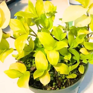 Gold Tradescantia Live Plant – 2.5 Inch Pot – Indoor Trailing Houseplant - Image 2