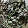 Gold Tradescantia Live Plant – 2.5 Inch Pot – Indoor Trailing Houseplant - Image 1