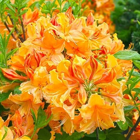 Golden Azalea Rhododendron Tree Live Plant - 4" Pot, Yellow Flowers, Outdoor Shrub - Image 1