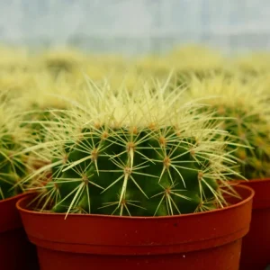 Golden Barrel Cactus Live Plant - Echinocactus Grusonii - Outdoor Plant 6-8 inch Pot - Image 1