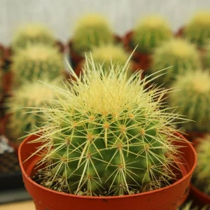 Golden Barrel Cactus Live Plant - Echinocactus Grusonii - Outdoor Plant 6-8 inch Pot - Image 2