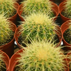 Golden Barrel Cactus Live Plant - Echinocactus Grusonii - Outdoor Plant 6-8 inch Pot - Image 3