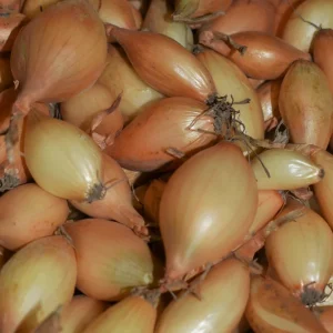 Golden Globe Yellow Onion Sets - Non-GMO Heirloom Bulbs - Image 2