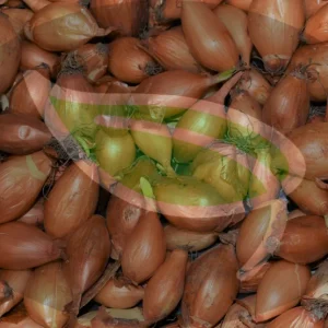 Golden Globe Yellow Onion Sets - Non-GMO Heirloom Bulbs - Image 3