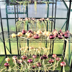 Golden Globe Yellow Onion Sets - Non-GMO Heirloom Bulbs - Image 5