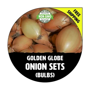 Golden Globe Yellow Onion Sets - Non-GMO Heirloom Bulbs - Image 1