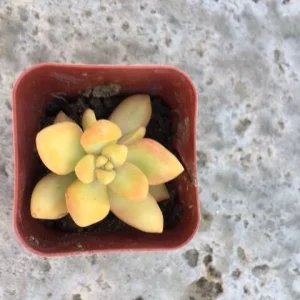 Golden Glow Sedum Cuttings - Hardy Live Succulent Plant for Sun/Shade - Image 2