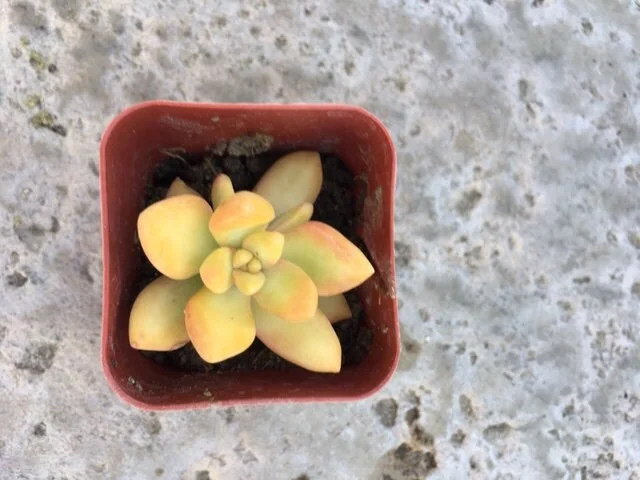 Golden Glow Sedum Cuttings - Hardy Live Succulent Plant for Sun/Shade - Image 2