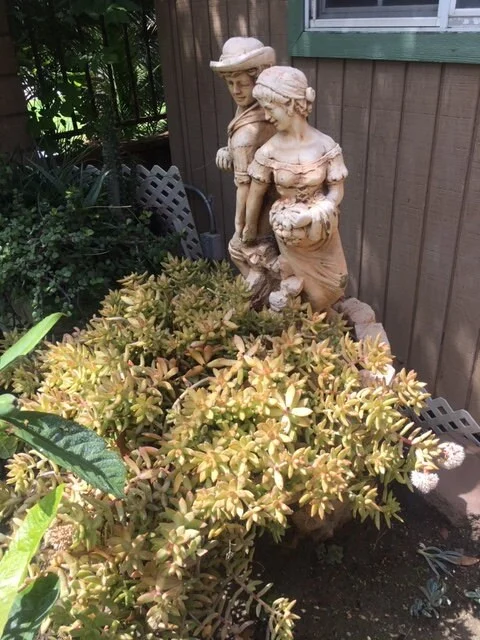 Golden Glow Sedum Cuttings - Hardy Live Succulent Plant for Sun/Shade - Image 3