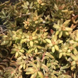 Golden Glow Sedum Cuttings - Hardy Live Succulent Plant for Sun/Shade - Image 4