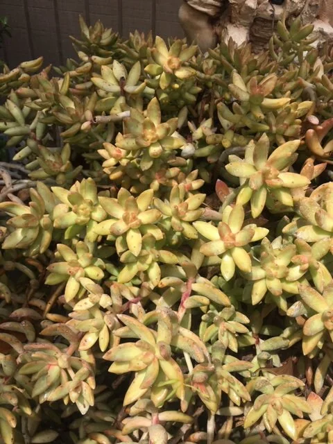 Golden Glow Sedum Cuttings - Hardy Live Succulent Plant for Sun/Shade - Image 4