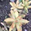 Golden Glow Sedum Cuttings - Hardy Live Succulent Plant for Sun/Shade - Image 1