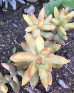 Golden Glow Sedum Cuttings - Hardy Live Succulent Plant for Sun/Shade - Image 1