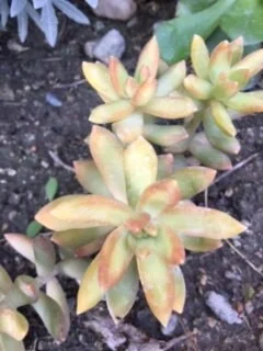Golden Glow Sedum Cuttings - Hardy Live Succulent Plant for Sun/Shade - Image 1