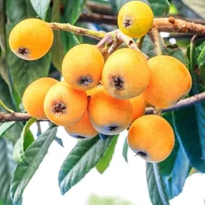 Golden Loquat Tree Live Plant – 6-10 Inch Tall Sweet Fruit Tree, Outdoor - Image 4