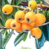 Golden Loquat Tree Live Plant – 6-10 Inch Tall Sweet Fruit Tree, Outdoor - Image 1