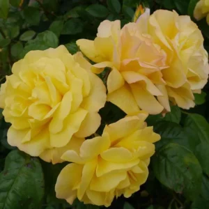 Golden Showers Climbing Rose Live Plant - Yellow, Fragrant, 5-7