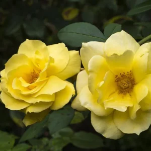 Golden Showers Climbing Rose Live Plant - Yellow, Fragrant, 5-7